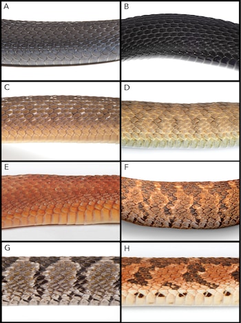 Ocho recuadros etiquetados de la A a la H con tomas de cerca de escamas de serpientes en varios colores y diseños