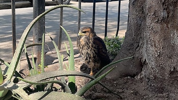Gavilán rescatado en Chorrillos tras