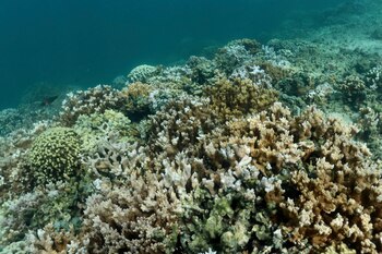 Un arrecife de coral saludable.