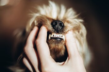 Los mejores consejos, los que