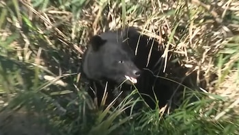 238 ataques y 13 muertos: Japón emite alertas por la presencia de osos en zonas urbanas