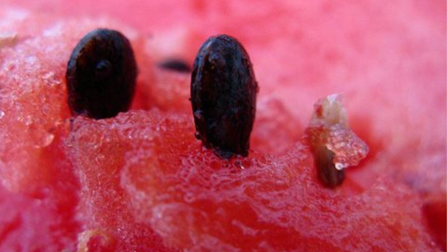 El otro negocio millonario de Perú: importa estas 3 semillas para luego mejorarlas y revenderlas en el exterior, ¿cuánto gana?