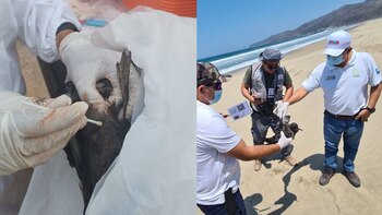 Se registró una muerte masiva