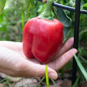 El chef Marcos Gómez ha