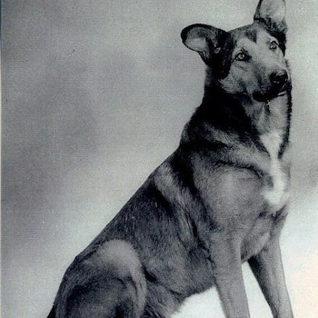 El perro destacó por sus