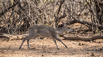 Un antílope duiker corre sobre suelo terroso rodeado de ramas y matorrales secos.