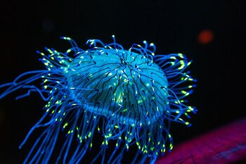 Estas medusas alternan entre el