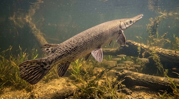 Pejelagarto de hocico largo nadando en agua turbia sobre un fondo con vegetación, troncos sumergidos y varios peces pequeños.