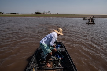 El pez boquichico es de