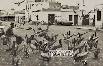 Pelicanos em Lima nos anos 70