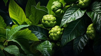 La planta del Noni nos