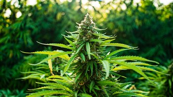 Proponen construir un “marihuanódromo” en