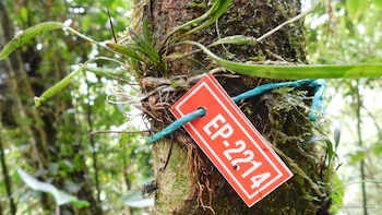 Gracias al Plan de Manejo Ambiental, Social, Integrado y Sostenible, se documentaron por primera vez para el país 5 especies de orquídeas. Foto: Invías.