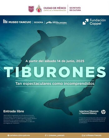 Esta nueva exposición busca fomentar la curiosidad y el conocimiento sobre estos animales marinos. Foto: (Museo Yancuic)