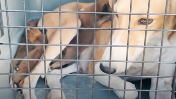 Un equipo de voluntarios logró