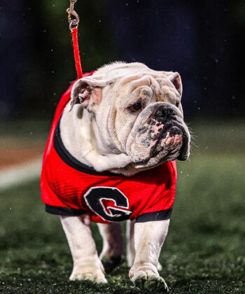 PETA se pronunció tras la