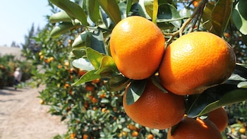 Sector cítrico apunta alto: exportaciones sumarían USD 390 millones en 2026