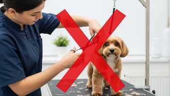 No le cortes el pelo a tu perro en temporada de calor: el error que puede poner en riesgo su salud