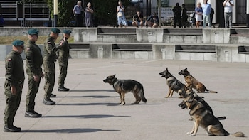 Perros Polonia - 2024