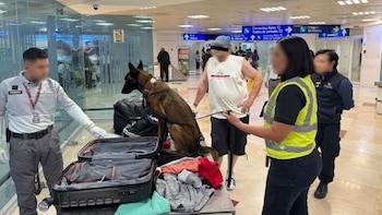 Agentes federales aseguran 10 kilos de cocaína en el Aeropuerto Internacional de Cancún: binomio canino y rayos X fueron clave
