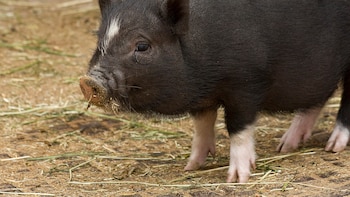 Se popularizó como mascota en España hace décadas y ahora es una especie invasora: está prohibido como animal de compañía desde 2022