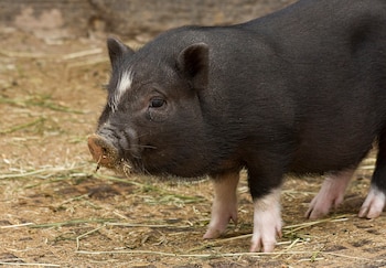 Imagen de archivo de un cerdo vietnamita. (Johan Spaedtke/Wikimedia Commons)