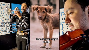 Muchos usuarios de TikTok tomaron