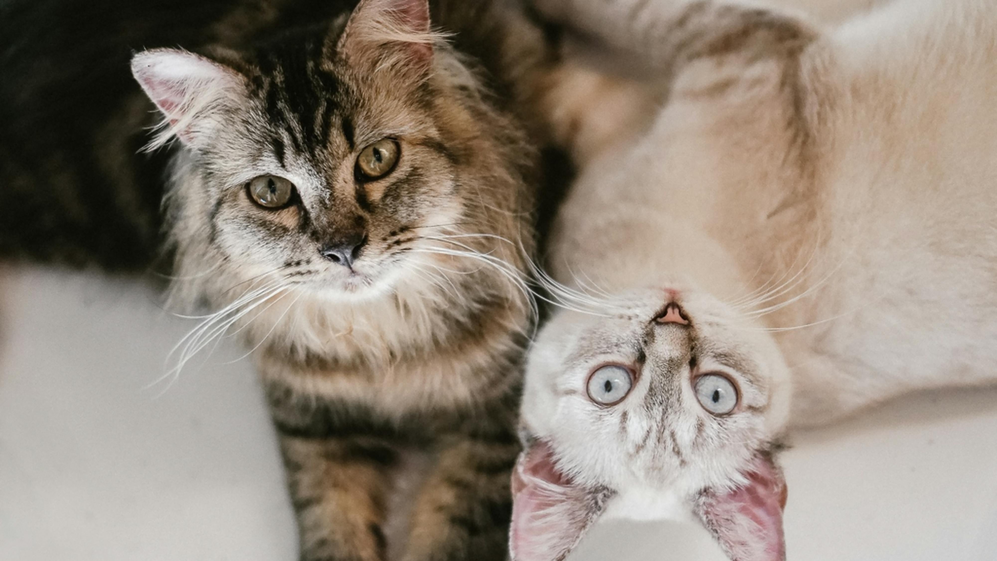 Si tu gato duerme contigo y se acurruca en tu cabeza eres afortunado: te  explicamos qué significa | Estilo de Vida Bienestar | Univision, image size:4000x2250