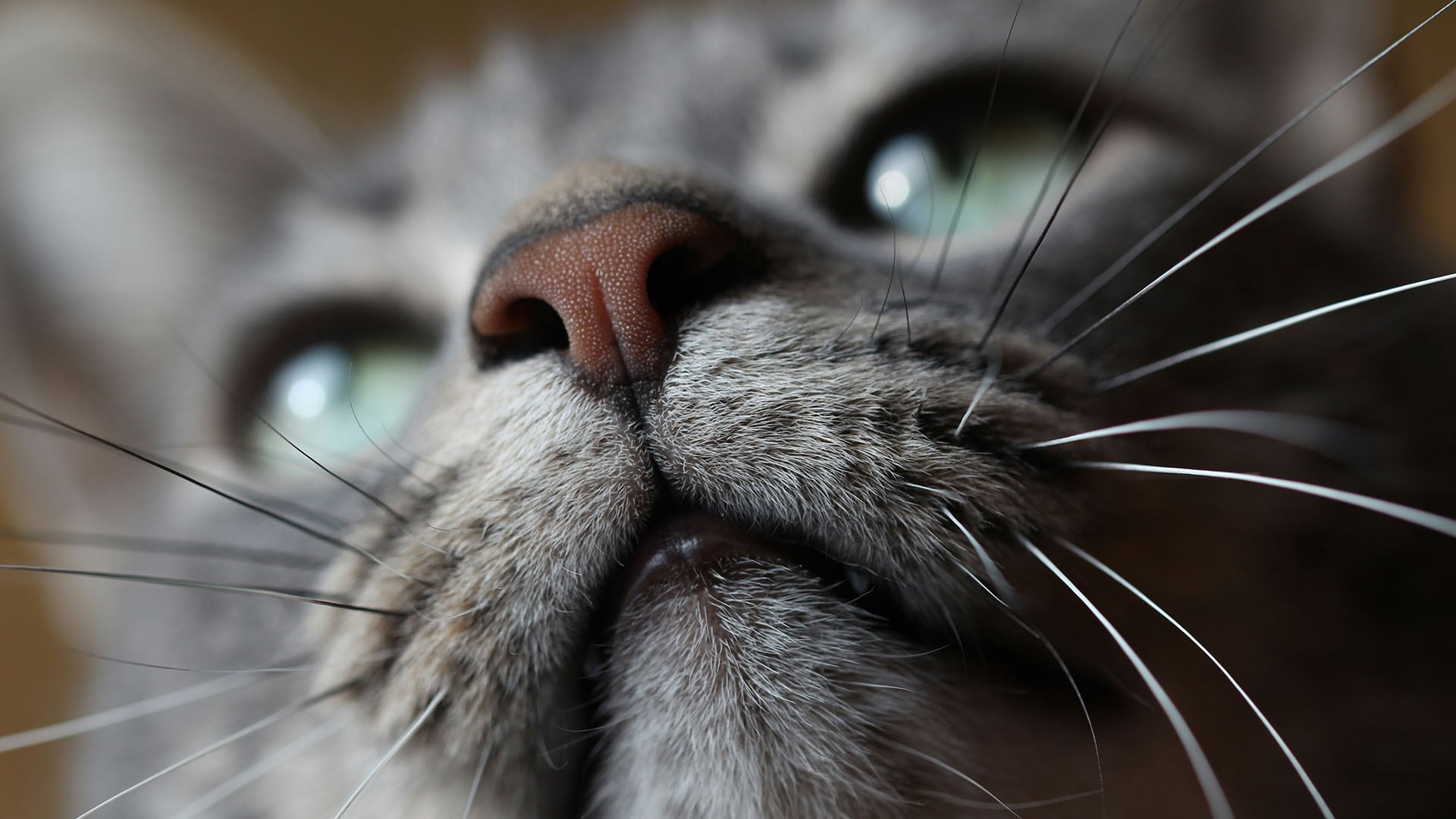 Investigadores analizaron 978 genes en tumores de casi 500 gatos, logrando el primer oncogenoma felino a gran escala en cinco países (kevin-knezic / Unsplash)