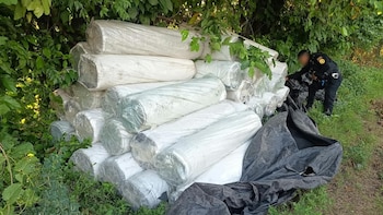 La Policía Nacional Civil incautó 880 bolsas con presunta marihuana en Santa Lucía Cotzumalguapa, Escuintla.