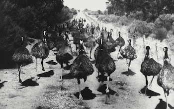 Emúes en Australia Occidental, la