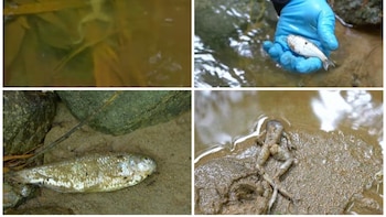 Peces, reptiles y mamíferos pequeños muertos: investigan si es consecuencia de minería ilegal, contaminación petrolera o lluvias
