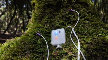 El dispositivo que usan desde MolinoLab para captar las señales de las plantas, Biodata. (Molinolab)
