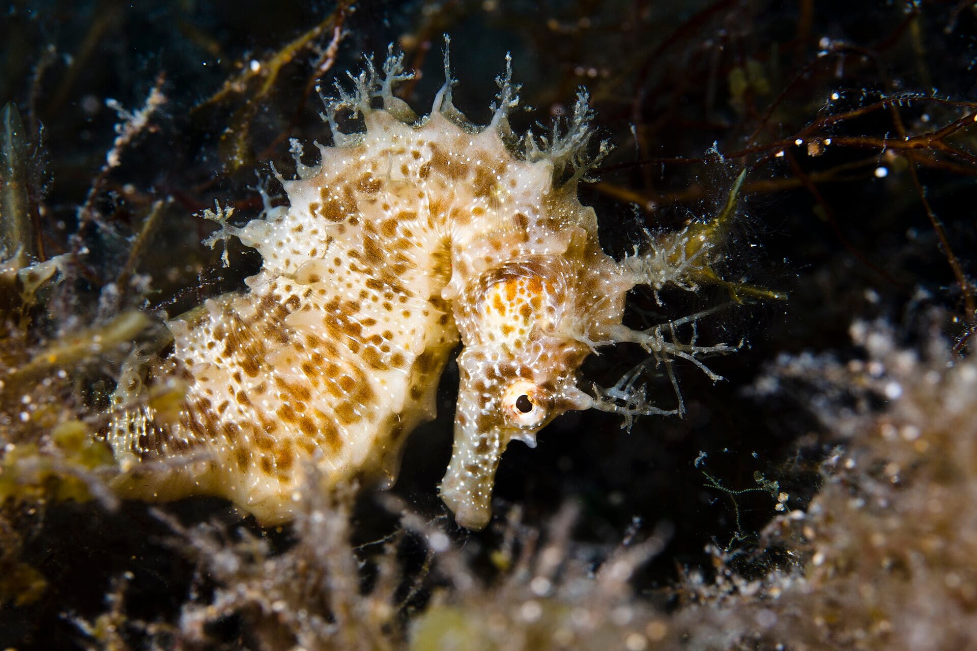 Caballito de mar de hocico largo. (prilfish/Wikimedia Commons)