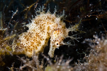 Caballito de mar de hocico largo. (prilfish/Wikimedia Commons)