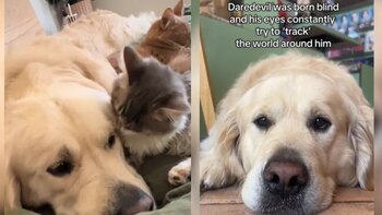 Ambos animales fueron adoptados tras