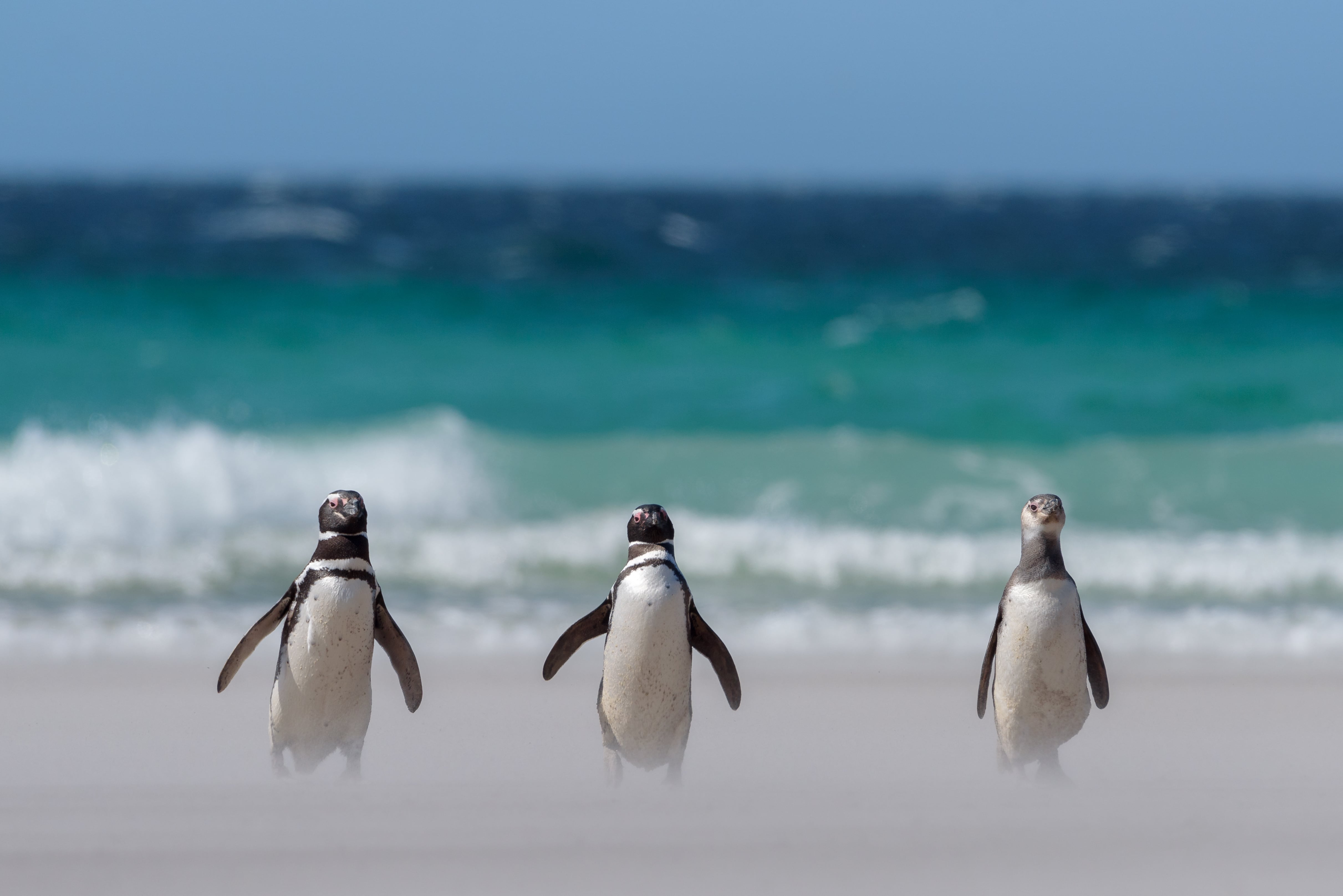 Unos pingüinos en la playa. (Global Penguin Society)
