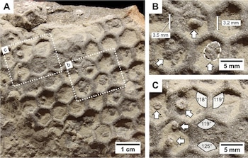 Fotografía de una roca con un patrón de celdas hexagonales grabadas, con recuadros punteados, flechas explicativas y escalas de medición