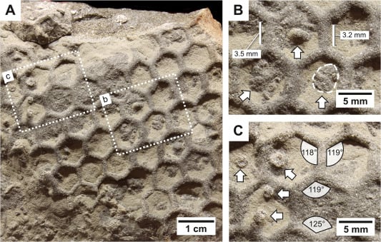 El paleodictión es una red horizontal de celdas hexagonales presente en el registro fósil desde el Cámbrico temprano (Gentileza, estudio ¿Pueden los artrópodos producir Paleodictyon?, publicado en Earth-Science Reviews)