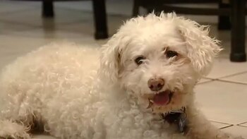 Minion, el bichón frisé, se