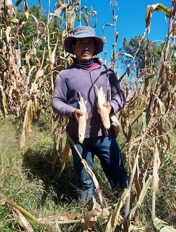 maíz Edomex apoyo complementario campo