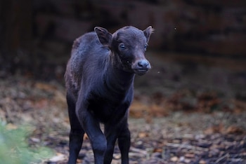 Kasimibar puede ser visto en