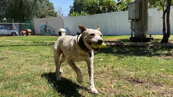 Estos lomitos fueron rescatados, curados