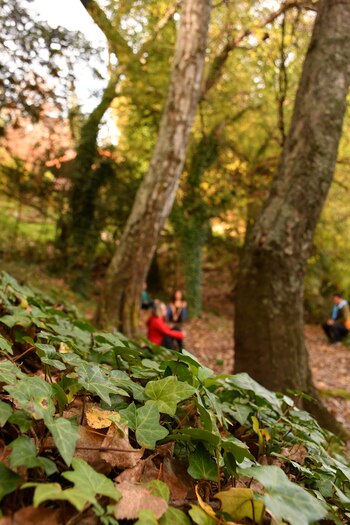 El ruido de la hojarasca,