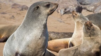 Un lobo marino en primer plano mira hacia arriba junto a otros dos ejemplares sobre la arena y entre rocas