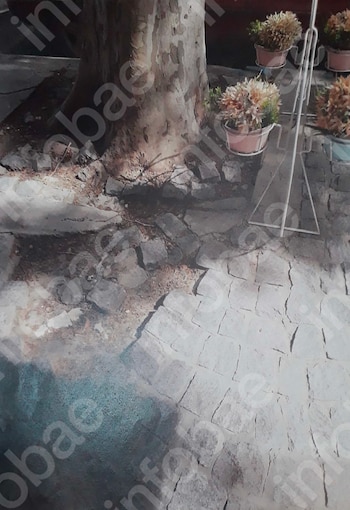 Base de árbol con tronco de corteza rugosa. El suelo es de losas de concreto irregulares. Se ven tres macetas rosadas con plantas y un soporte de metal