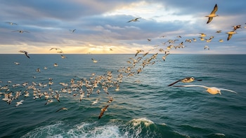 Científicos analizaron cómo las aves migratorias transportan parásitos: el dato que los desconcertó