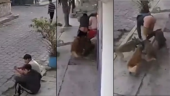 Perros atacan a dos jóvenes