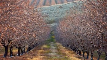 Los almendros requieren un volumen