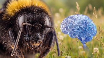 Primer plano de abeja grande, peluda, con ojos facetados y antenas. Un modelo de cerebro humano azul y translúcido aparece a su derecha. Fondo de campo verde borroso.